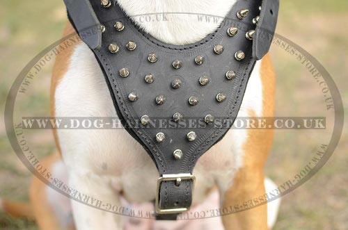 Harness for Amstaff, Leather with Spikes