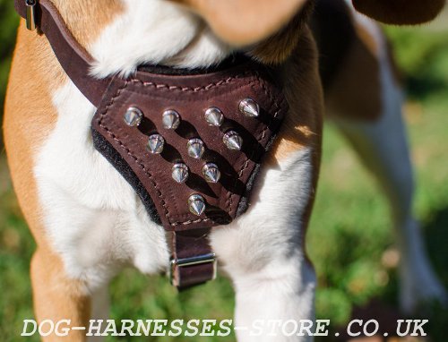 Harness for Beagle Puppy