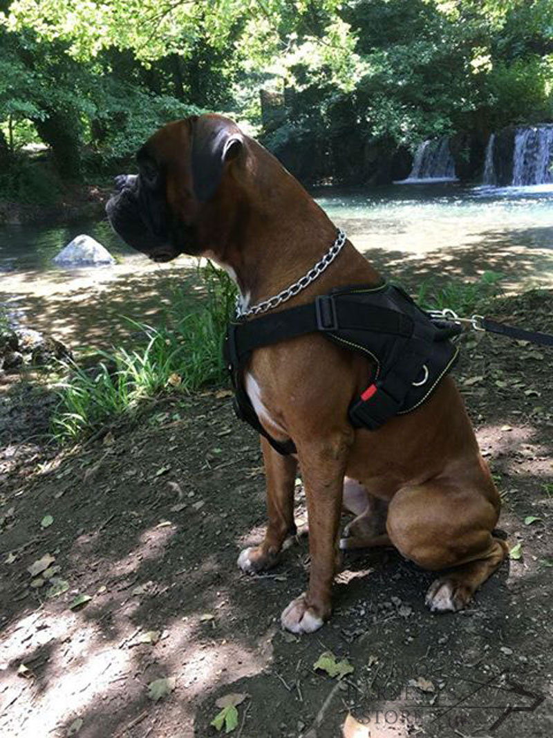 Boxer Dog Chest Harness of Nylon £46.26