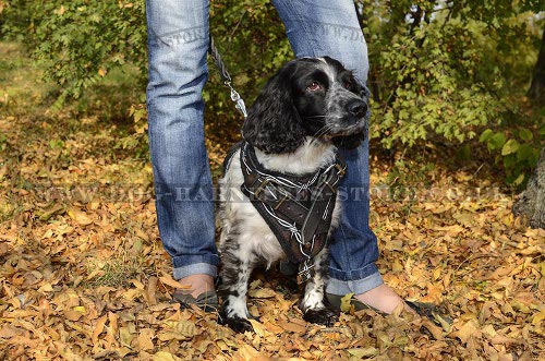 Harness for Cocker Spaniel UK Designer