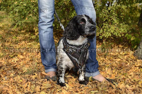 Harness for Cocker Spaniel UK Designer