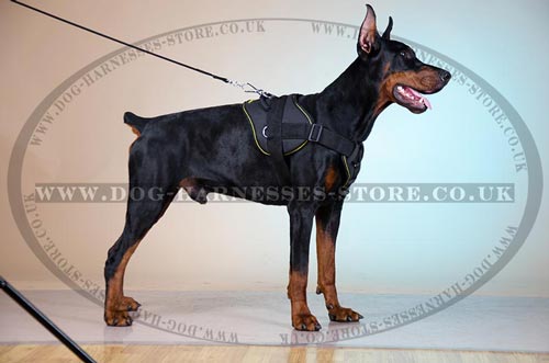 Harness for Doberman