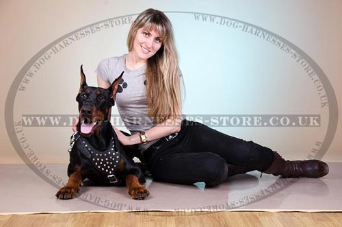 Doberman Leather Harness