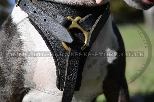 Best Harness for English Bull Terrier