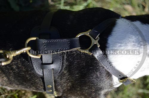 Harness for English Bull Terrier