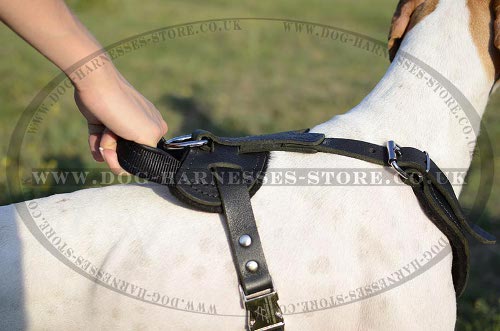 Harness for English Pointer