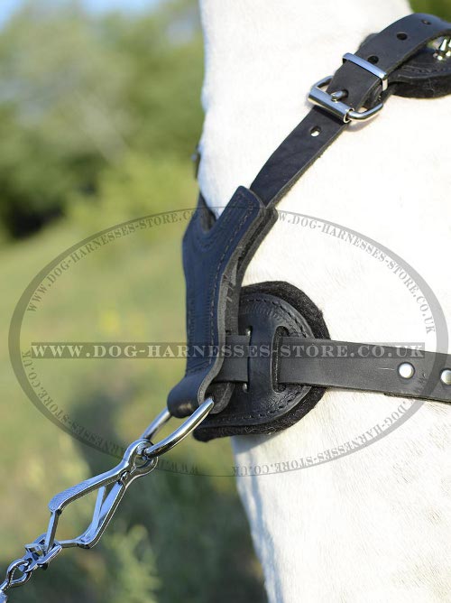 Harness for English Pointer