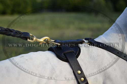 Harness for English Pointer