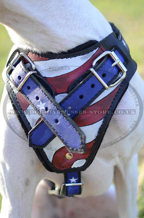 Harness for English Pointer UK