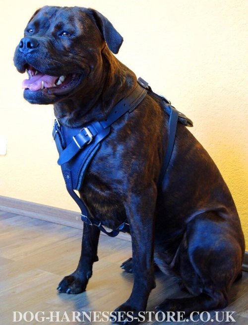 Harness for Large Dogs
