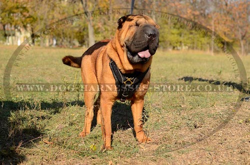 Harness for Shar-Pei