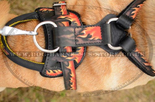 Harness for Shar-Pei UK