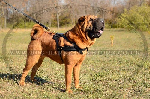 Harness for Shar-Pei UK