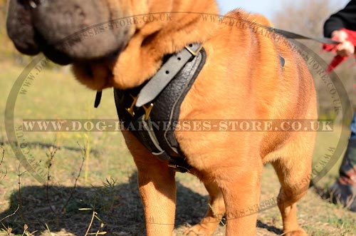 Harness for Shar-Pei UK