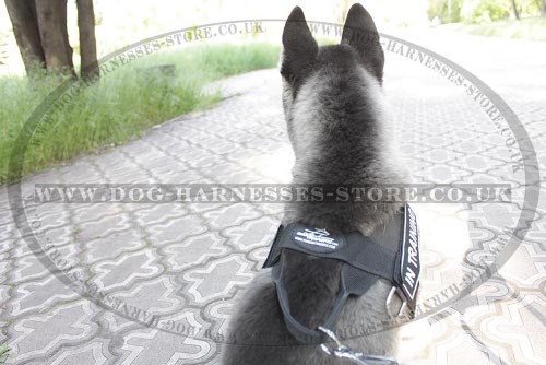 Harness for Siberian Husky Puppy