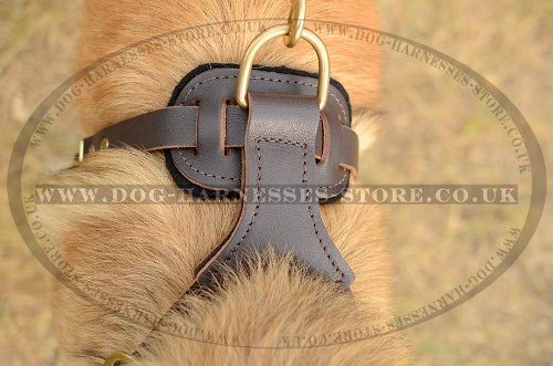 Harness for Tervuren UK