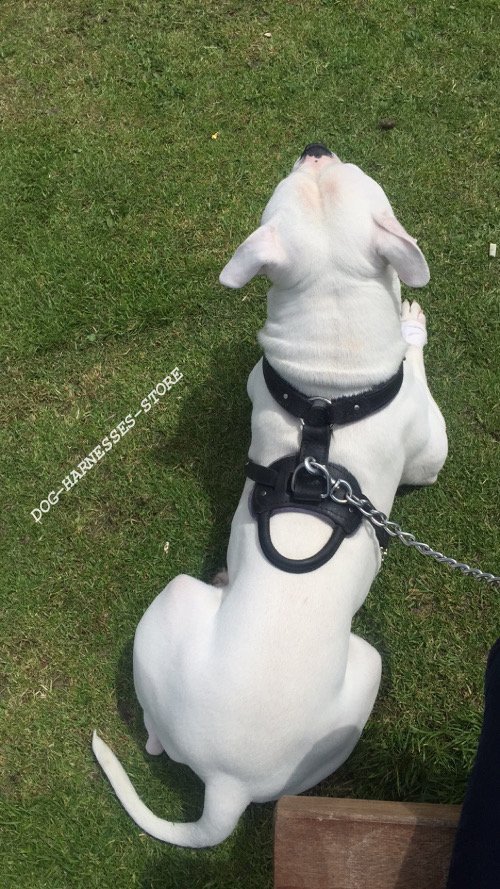 Harness with Handle for American Bulldog Training