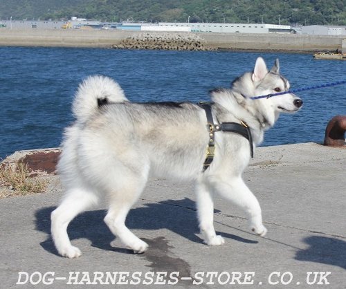 Husky Bikejoring Training