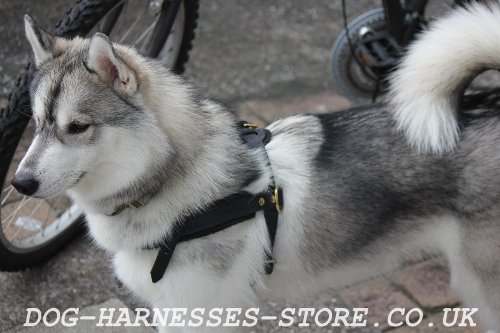 Husky Bikejoring Harness