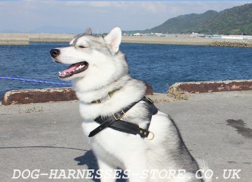 Husky Bikejoring Harness