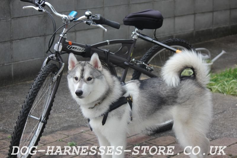 sled dog harness for bike