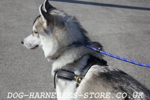 Husky Bikejoring Harness