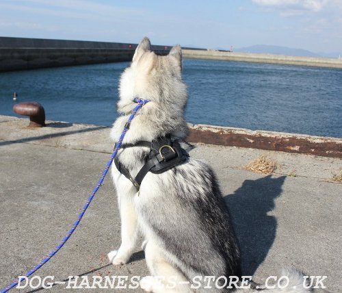 Husky Harness for Bike