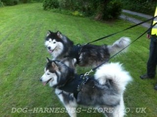 Husky Harness UK