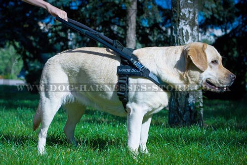 Guide Dog Harness UK