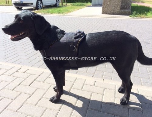 Best Labrador Harness