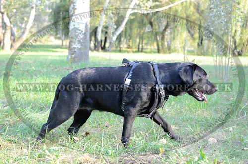 Labrador Dog Harness