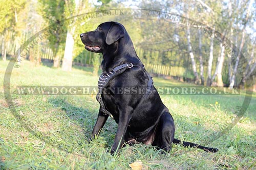 Labrador Dog Harness