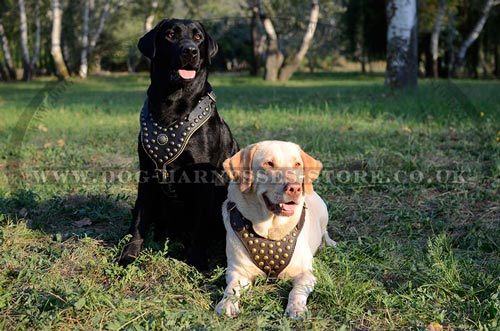 Labrador Harness