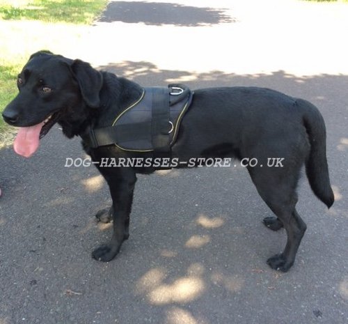 Labrador Retriever Harness