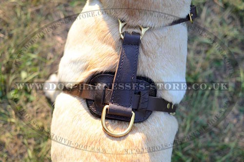 Walking Dog Harness