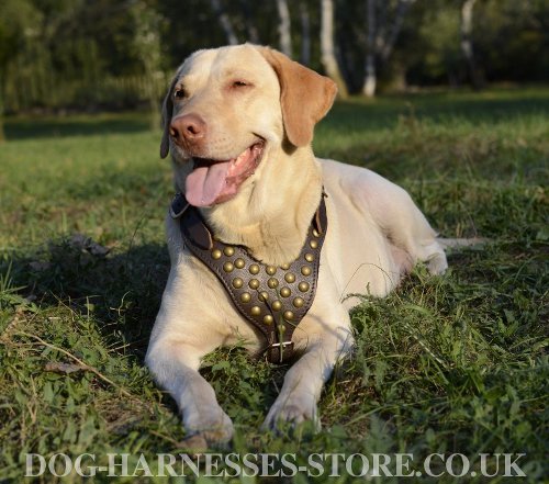 Golden Retriever Harness UK