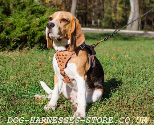 Leather Beagle Harness