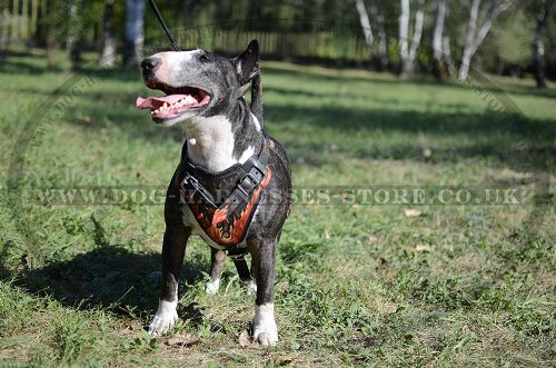 English Bull Terrier Harness