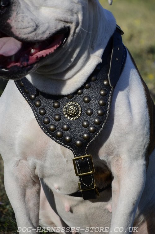 American Bulldog Harness for Sale UK