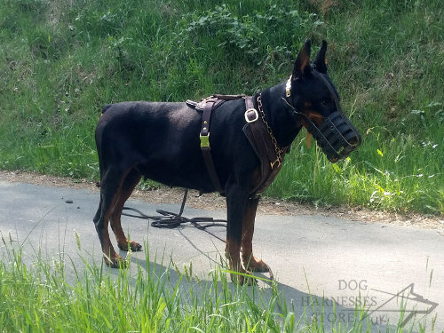 Leather Dog Harness for Doberman