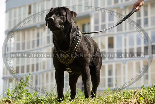 Leather Dog Harness for Labrador