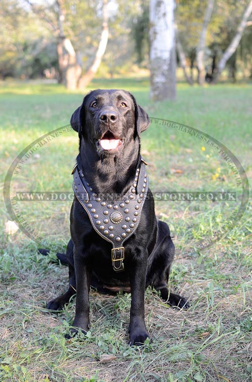 Leather Dog Harness for Labrador