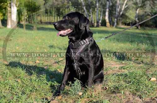 Leather Dog Harness for Labrador