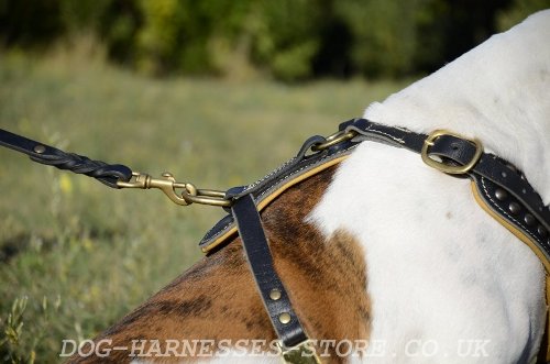 American Bulldog Leather Harness UK