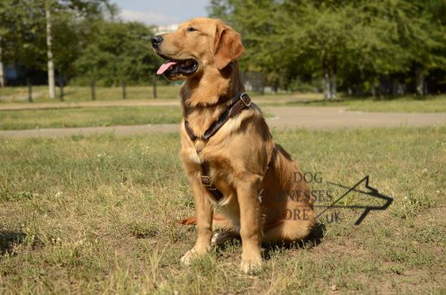 Golden Retriever Leather Harness UK