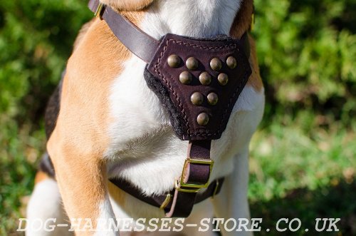 Leather Dog Harness UK