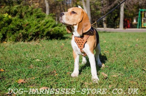 Leather Dog Harness UK