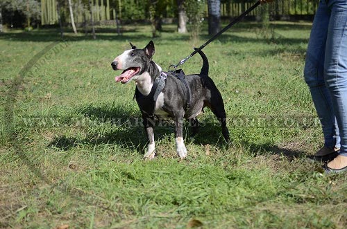 English Bull Terrier Dog Harness