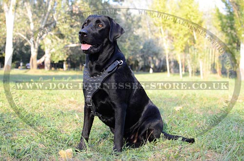 Leather Spiked Dog Harness