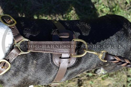 English Bull Terrier Harness for Sale